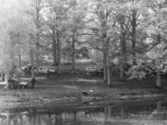 siapakah Elio D., saksi penting yang ditemukan tewas di rumahnya?