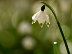 juga. 21,6°C di Strasbourg, 24,1°C di Mulhouse, dan 25°C di Colmar… Minggu Paskah yang sangat sejuk di wilayah tersebut