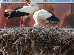 Senin Paskah yang cerah di Orangerie Park