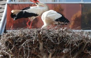 Senin Paskah yang cerah di Orangerie Park