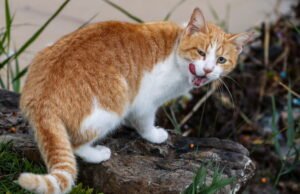 pemiliknya harus membayarnya 100 euro