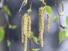 Timur Besar. Puncak serbuk sari pohon birch “awal dan intens” di wilayah tersebut, terutama di Strasbourg