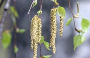 Timur Besar. Puncak serbuk sari pohon birch “awal dan intens” di wilayah tersebut, terutama di Strasbourg