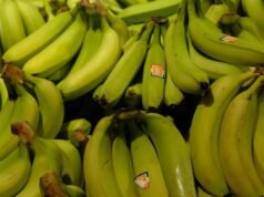 Skotlandia. Sebuah supermarket secara tidak sengaja memesan 38.000 buah pisang dan membagikannya secara gratis kepada warga