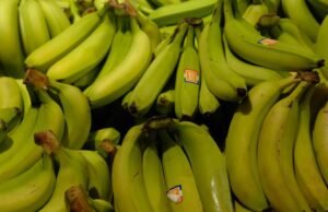 Skotlandia. Sebuah supermarket secara tidak sengaja memesan 38.000 buah pisang dan membagikannya secara gratis kepada warga