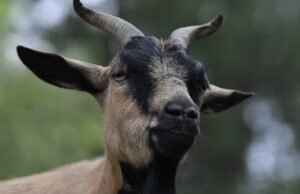 Bouches-du-Rhone. Pria yang memperkosa kambing ditangkap dan ditangkap basah