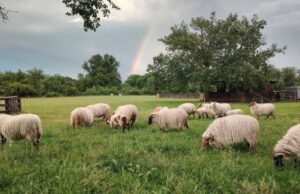 serangan serigala baru di Cornas?