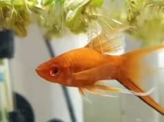 Rakyat. “Inilah yang diinginkan Loana”: ikan masnya dititipkan pada sebuah asosiasi