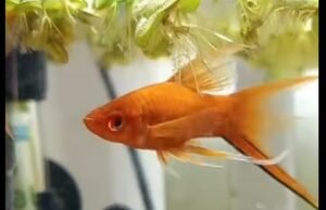 Rakyat. “Inilah yang diinginkan Loana”: ikan masnya dititipkan pada sebuah asosiasi