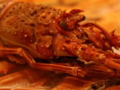 Italia. Dalam pelarian dari penipuan pajak, dia memakan lobster raksasa… dan dikhianati oleh Instagram-nya