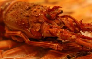 Italia. Dalam pelarian dari penipuan pajak, dia memakan lobster raksasa… dan dikhianati oleh Instagram-nya