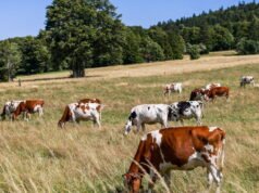 Swiss. Hampir 300 sapi milik seorang peternak mati karena panel surya barunya