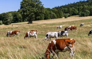 Swiss. Hampir 300 sapi milik seorang peternak mati karena panel surya barunya