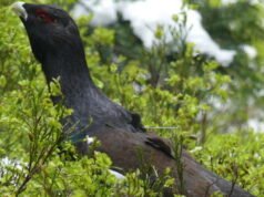 asosiasi yang menentang pemberlakuan kembali hal tersebut menulis surat kepada prefek Vosges