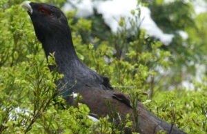 asosiasi yang menentang pemberlakuan kembali hal tersebut menulis surat kepada prefek Vosges