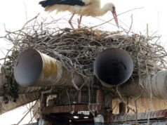 Tayangan slide. Dilihat oleh fotografer kami minggu lalu