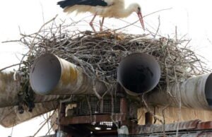Tayangan slide. Dilihat oleh fotografer kami minggu lalu