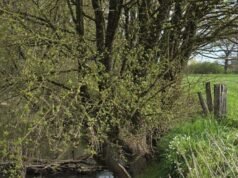 Jaksa menyatakan bahwa “sangat mungkin” bahwa mayat yang ditemukan adalah pemuda tersebut