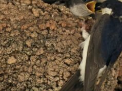 juga. Burung layang-layang kembali dari migrasinya dan mencari pied-à-terre dengan dapur