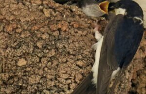 juga. Burung layang-layang kembali dari migrasinya dan mencari pied-à-terre dengan dapur