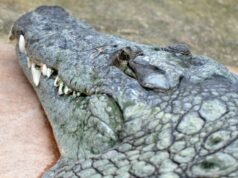 Utara. Mayat buaya yang “diikat dengan beban” ditemukan dari sebuah kanal di Roubaix