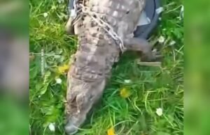 Utara. Buaya yang ditemukan mati di sebuah kanal di Roubaix sebenarnya adalah seekor caiman berkacamata