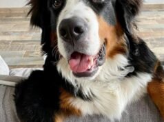 Vosges. Kamis ini perburuan diselenggarakan untuk menemukan anjing Roque, hilang di puncak Hohneck