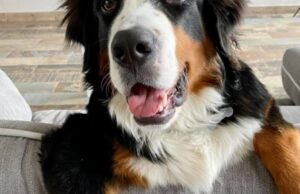 anjing Roque tetap tidak dapat dilacak meskipun warga telah melakukan penyelidikan