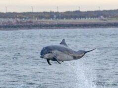 kenapa kehadiran lumba-lumba ini mengkhawatirkan?