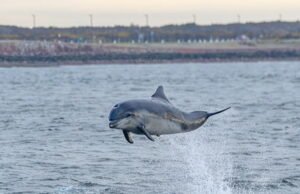 kenapa kehadiran lumba-lumba ini mengkhawatirkan?