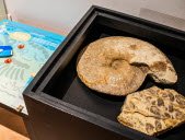 Arsip foto Alexandra Koeniguer