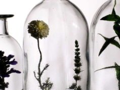 Tren: ketika kecantikan berlabuh di terroir